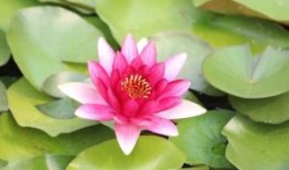 网站关键词优化什么意思，eo网站关键词优化是什么