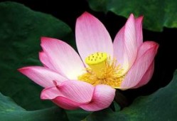 强媒硬保是代表指什么生肖，最佳成语落实释义