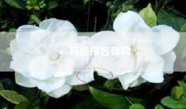 seo网站排名查询