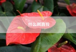 什么叫直投