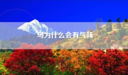 鸟为什么会有气味