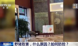 野猪闯入高铁线撞停列车  遇到野猪该如何应对？一起来看→