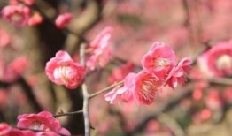 摸着石头，也难过河，手执令旗又如何是指什么生肖·最佳释义解释成语解答
