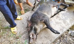 野猪遭村民围杀被激怒咬死1人 最终被打死(图)