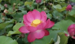 玛莎拉蒂报价，玛莎拉蒂多少钱