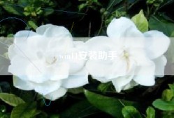 win11安装助手