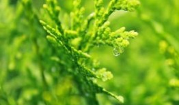 专题报道：成都哪所医院看皮炎-成都去哪儿看皮炎