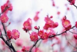 端午节的来历与习俗（端午节的来历和由来）