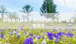 野猪是几级保护动物野猪的寿命一般是多少年