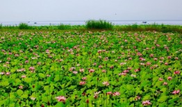 夹江春节庆典：民俗活动、美食攻略与文化体验全攻略