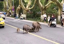 野猪“入侵”城市，中国社会还远没准备好