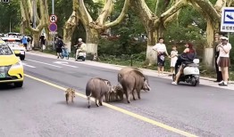 野猪“入侵”城市，中国社会还远没准备好