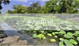 Motrix64位1.8.19