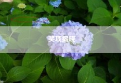 奖项揭晓