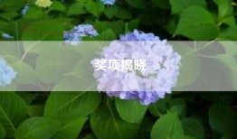 奖项揭晓