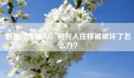 野猪“失宠”，绍兴人庄稼被破坏了怎么办？