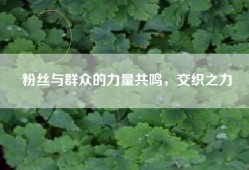粉丝与群众的力量共鸣，交织之力