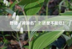 野猪“被除名”？还是不能吃！
