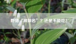 野猪“被除名”？还是不能吃！