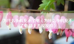 为什么手机充不了电（为什么手机充不了电,插上去没反应）