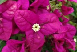 小学生春节作文范文