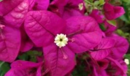 小学生春节作文范文