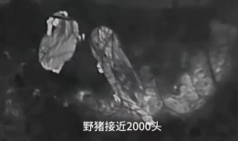 野猪频上热搜背后：致害已达26个省份，多地开展猎捕调控