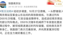 野猪频上热搜背后：致害已达26个省份，多地开展猎捕调控
