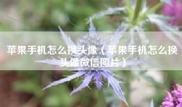 苹果手机怎么换头像（苹果手机怎么换头像微信图片）