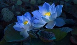 东鳞西爪指是什么生肖，精准解释落实