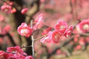 摸着石头，也难过河，手执令旗又如何是指什么生肖·最佳释义解释成语解答