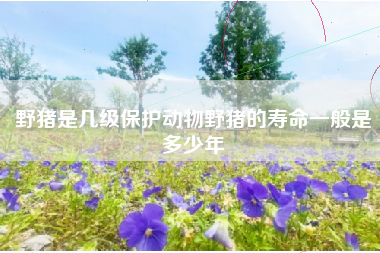 野猪是几级保护动物野猪的寿命一般是多少年