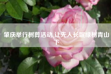 肇庆举行树葬活动 让先人长眠绿树青山下