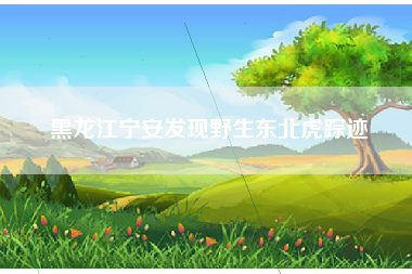 黑龙江宁安发现野生东北虎踪迹