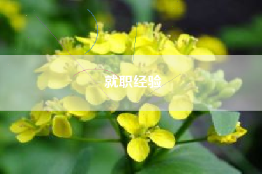 就职经验