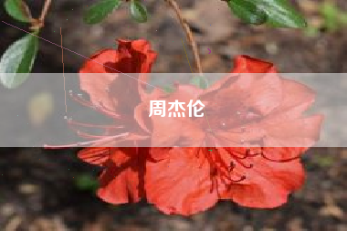 周杰伦