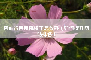 网站被百度降权了怎么办（如何提升网站排名）