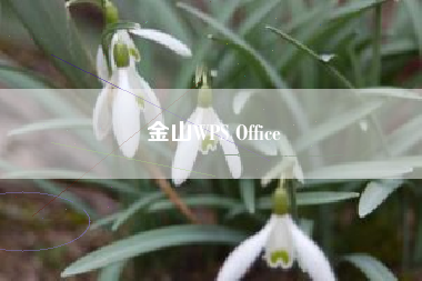 金山WPS Office