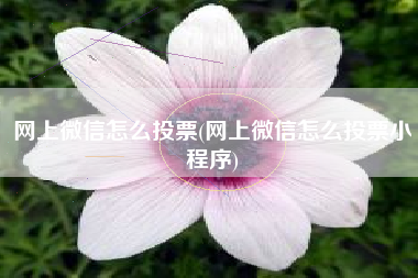 网上微信怎么投票(网上微信怎么投票小程序)