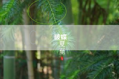 破蝶