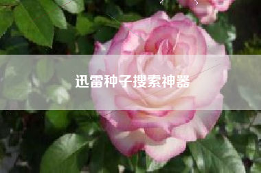迅雷种子搜索神器
