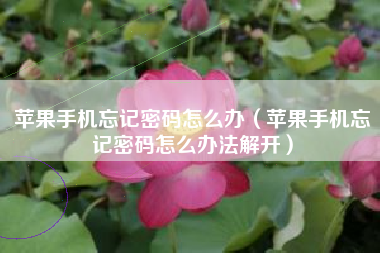 苹果手机忘记密码怎么办（苹果手机忘记密码怎么办法解开）