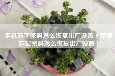 手机忘了密码怎么恢复出厂设置（苹果忘记密码怎么恢复出厂设置）