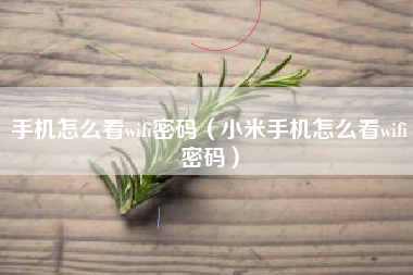 手机怎么看wifi密码（小米手机怎么看wifi密码）