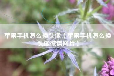 苹果手机怎么换头像（苹果手机怎么换头像微信图片）