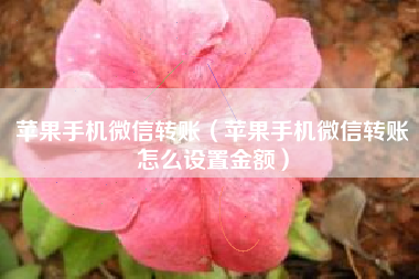 苹果手机微信转账（苹果手机微信转账怎么设置金额）