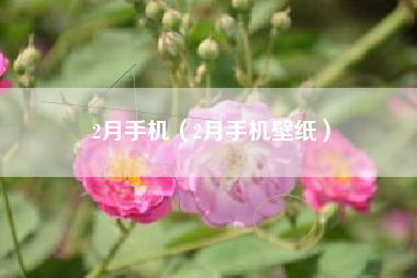 2月手机（2月手机壁纸）
