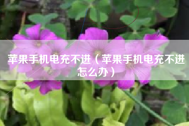 苹果手机电充不进（苹果手机电充不进怎么办）