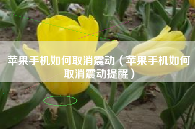 苹果手机如何取消震动（苹果手机如何取消震动提醒）