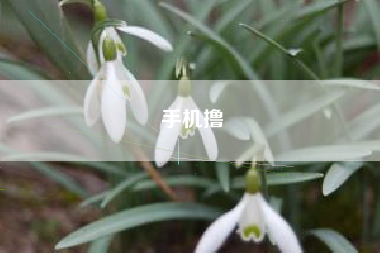 手机撸